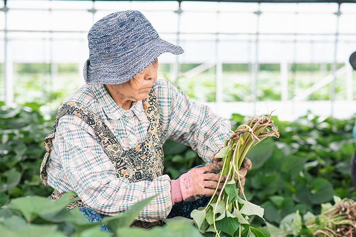 For production area芋の産地へのこだわり